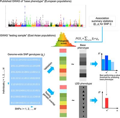 Trans-Ethnic Polygenic Analysis Supports Genetic Overlaps of Lumbar Disc Degeneration With Height, Body Mass Index, and Bone Mineral Density